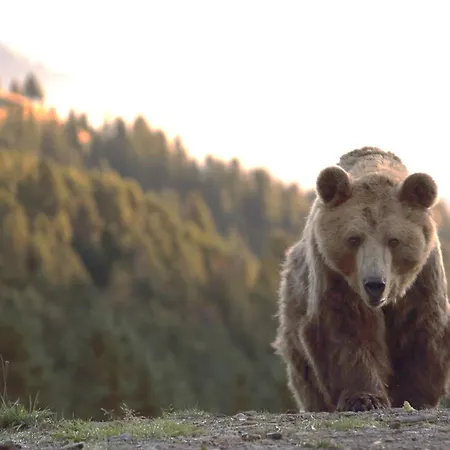 酒店 Belarosa & Wellness 阿罗萨