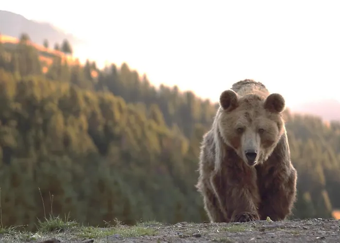 Hotel Belarosa & Wellness Arosa