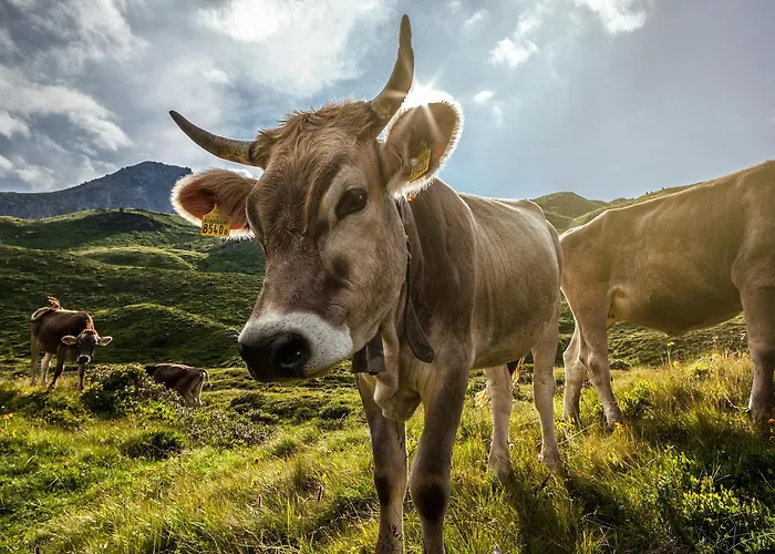 Hotel Belarosa & Wellness